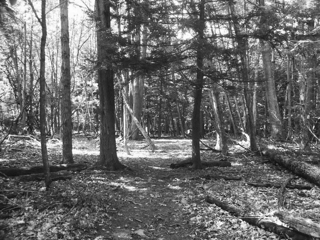Photo: Woods