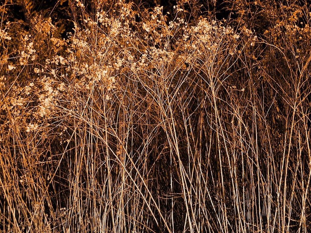 Photo: Golden Rods