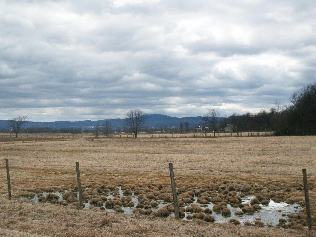 Photo: Swampy Pasture