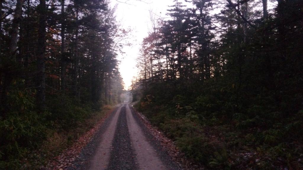 Photo: Forest Road 13
