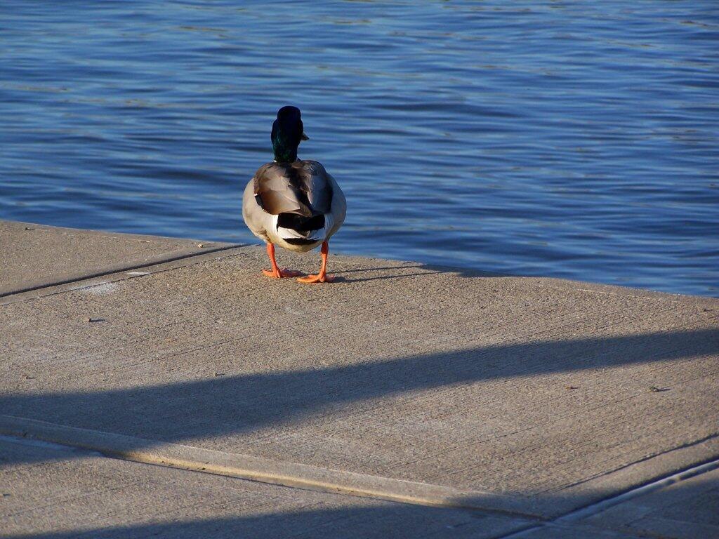Photo: Duck and Cover