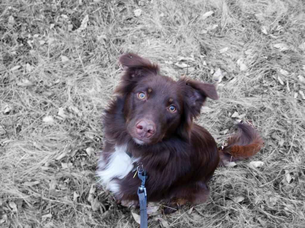 Photo: New Dog