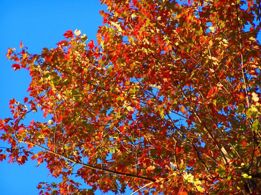 Photo: Reds on a Blue Sky