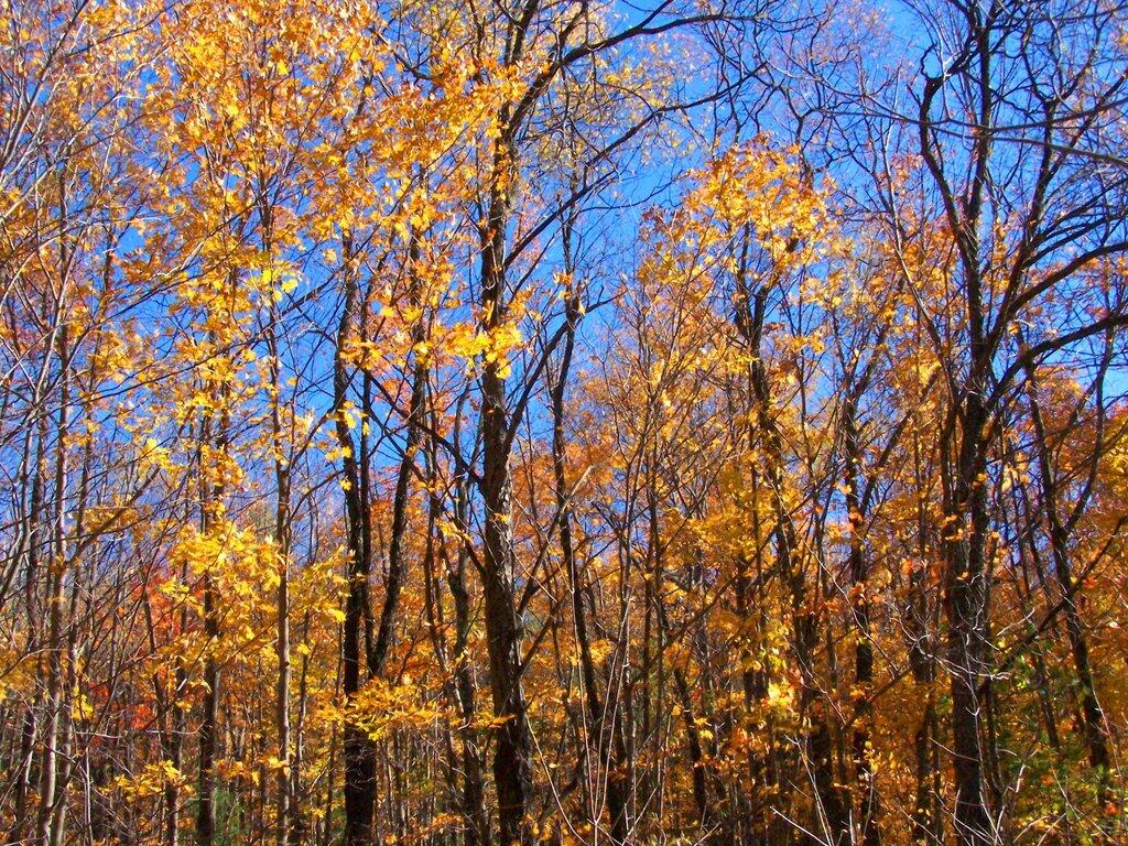 Photo: Fall Trees
