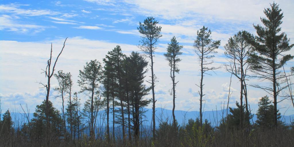 Photo: New Cleared View from Blodgett Hill
