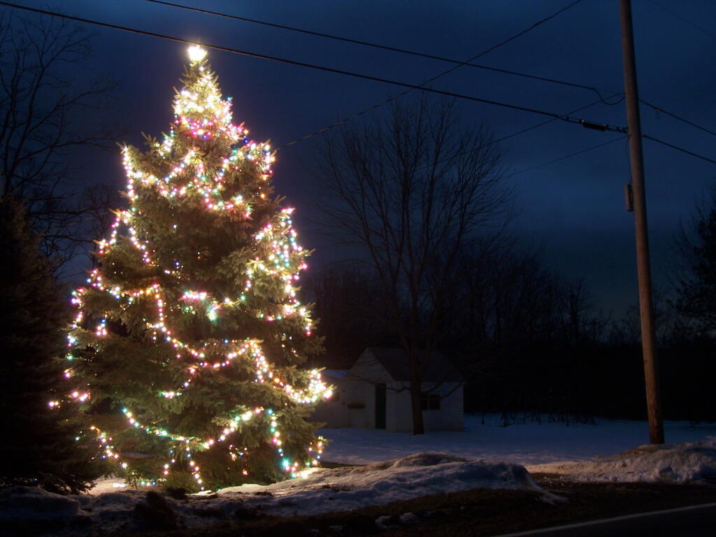 Photo: Christmas Tree I