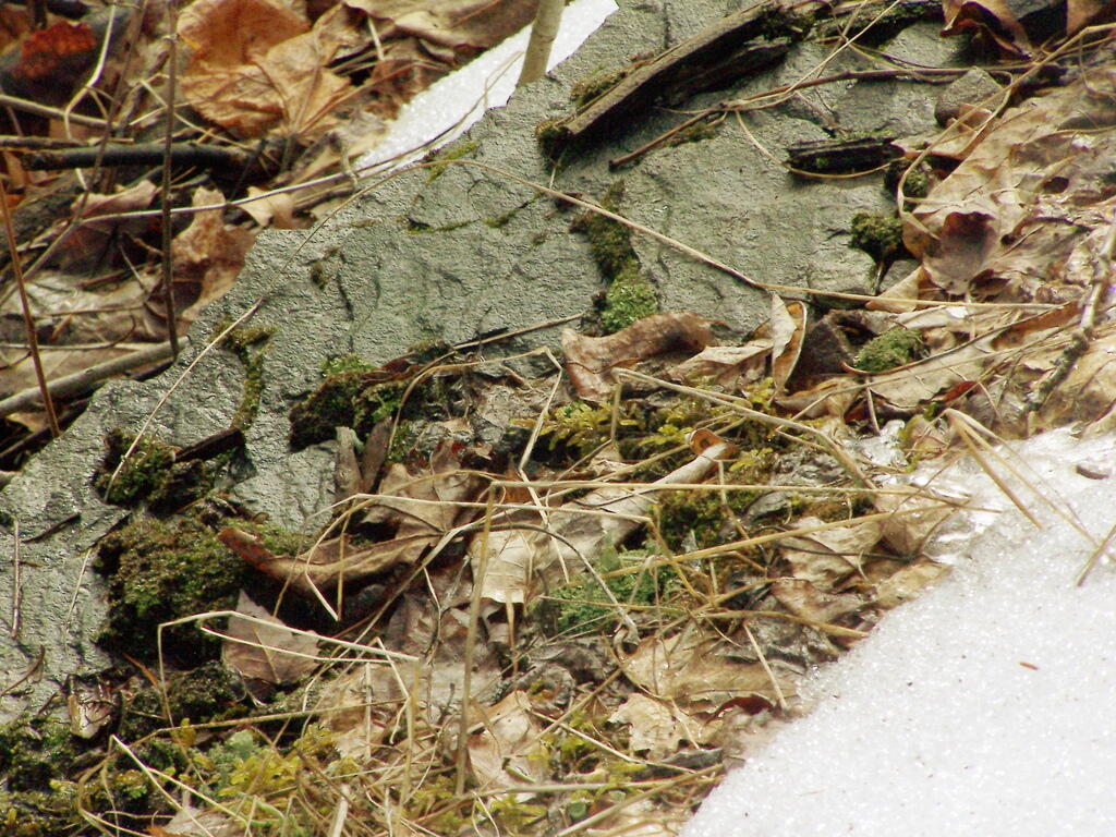 Photo: Rocky Leaves