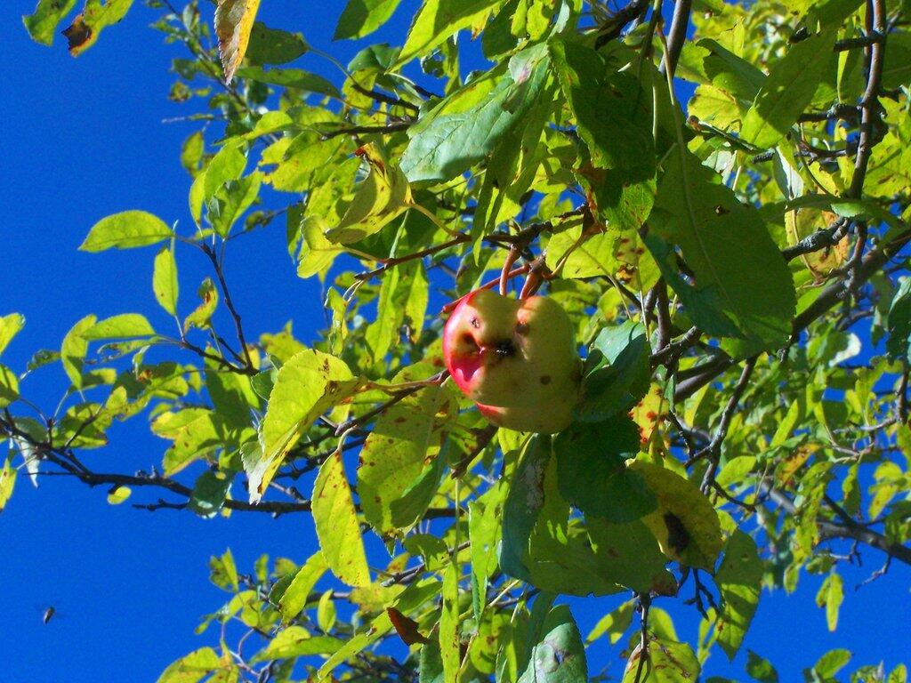 Photo: Apple