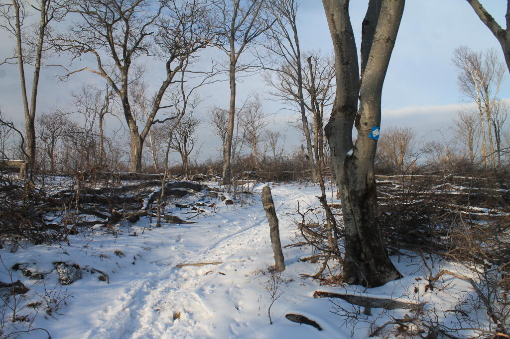 Photo: Timbering in NY State