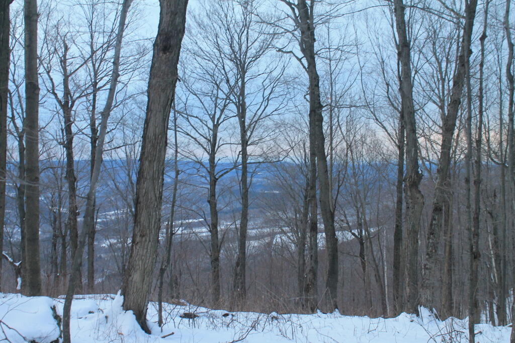 Photo: Grafton Hills through the Woods
