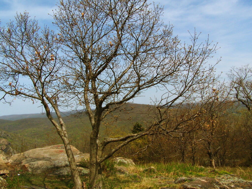 Photo: Storm King Tree