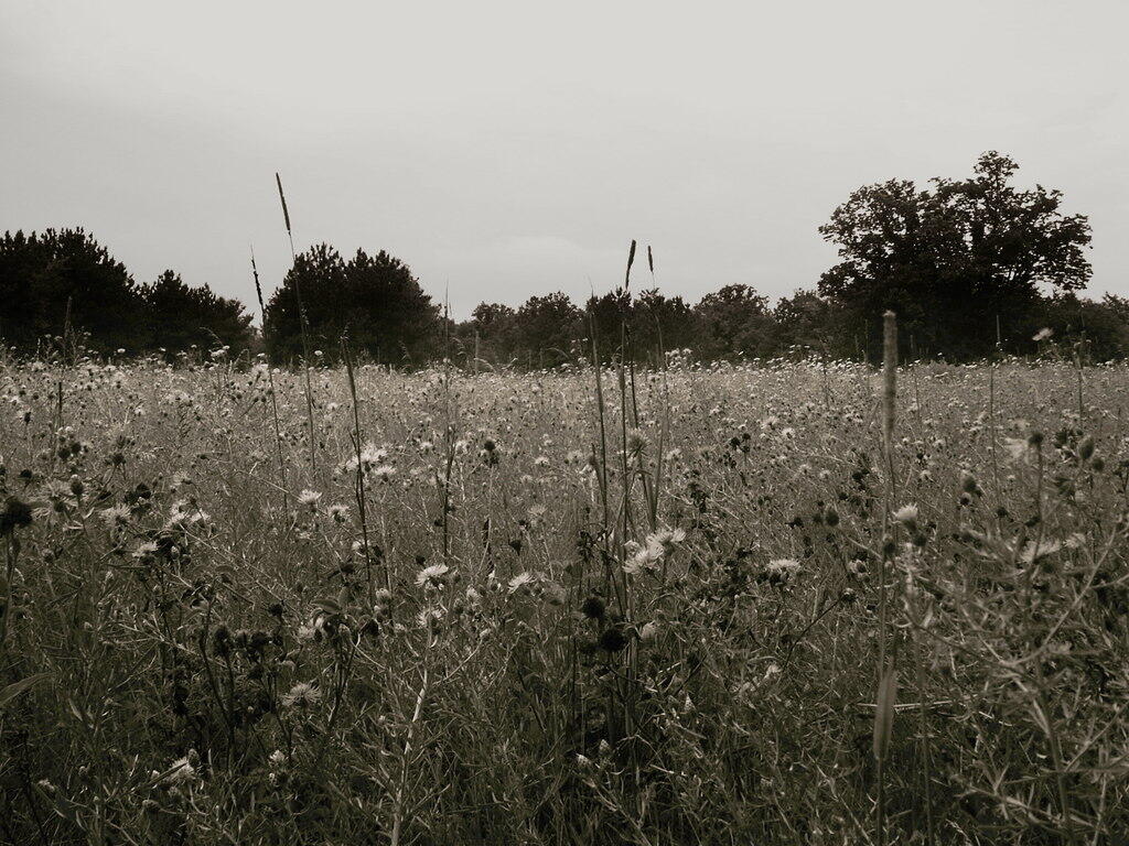 Photo: In A Field