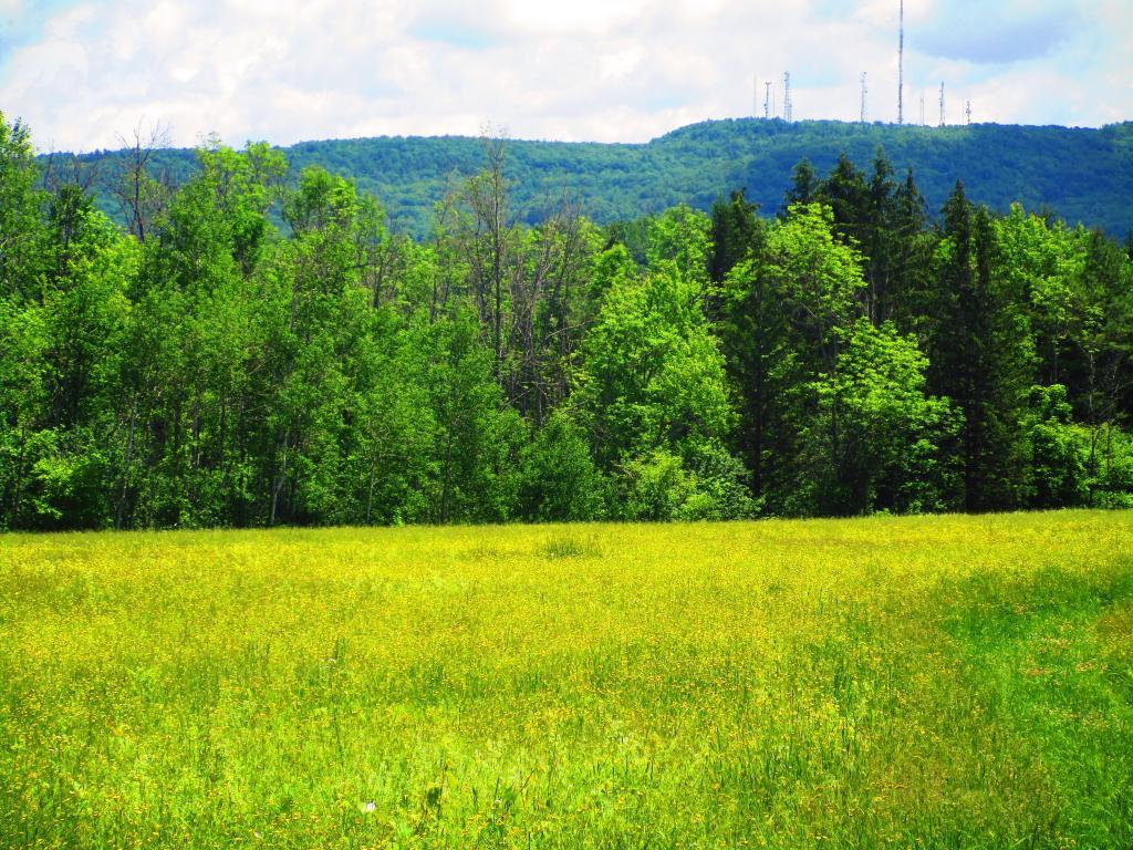Photo: Near Thompons Lake Nature Center
