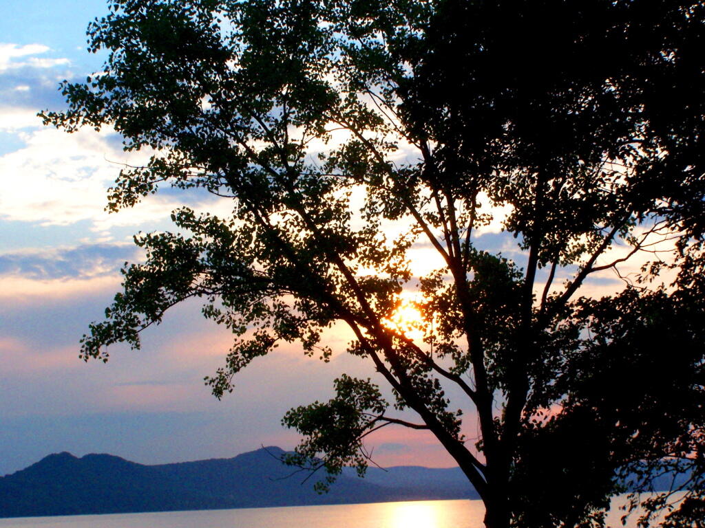 Photo: Sunset Thru Tree