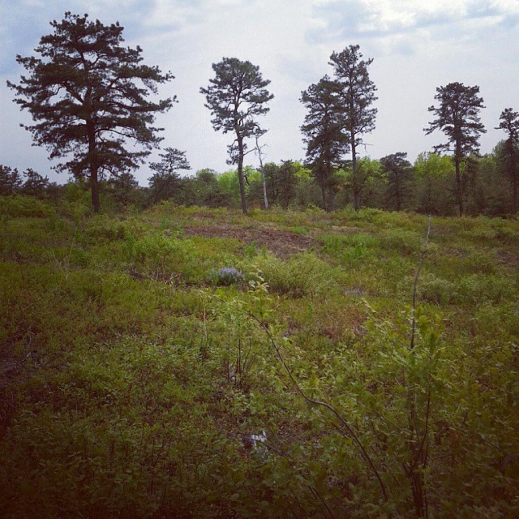 Photo: Patches of Lupine
