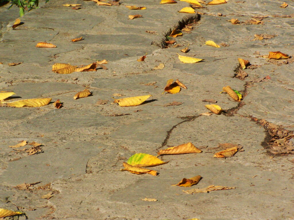 Photo: Leaves at the Overlook