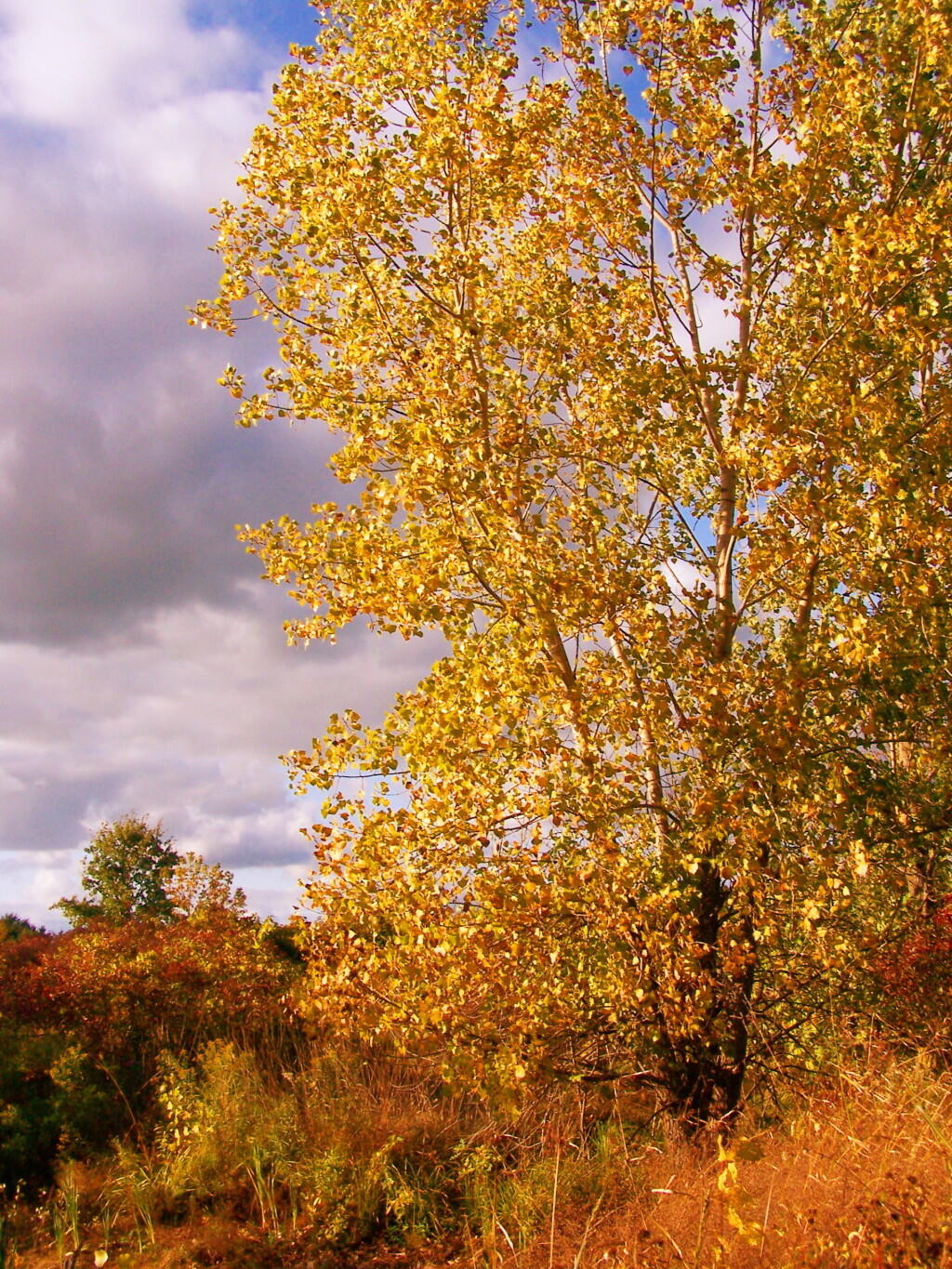 Photo: Fall Tree