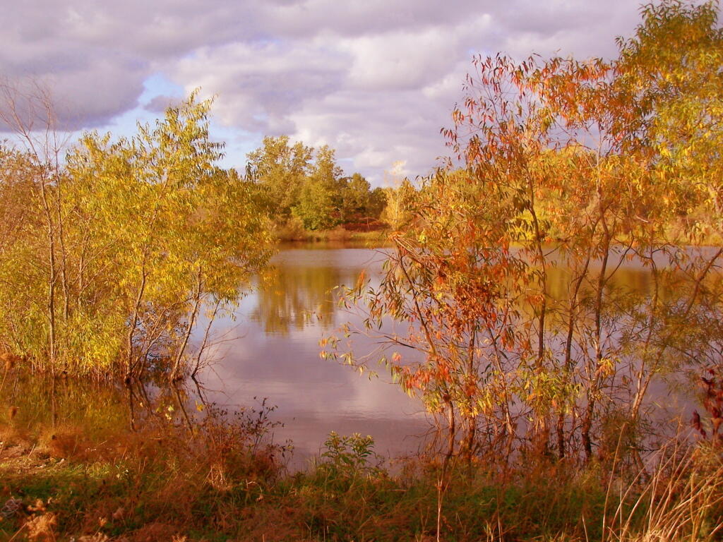 Photo: Fall Pond