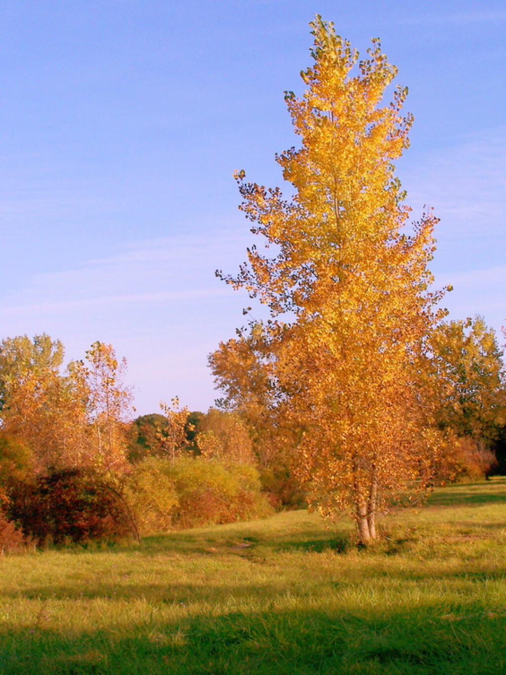 Photo: Simple Tree