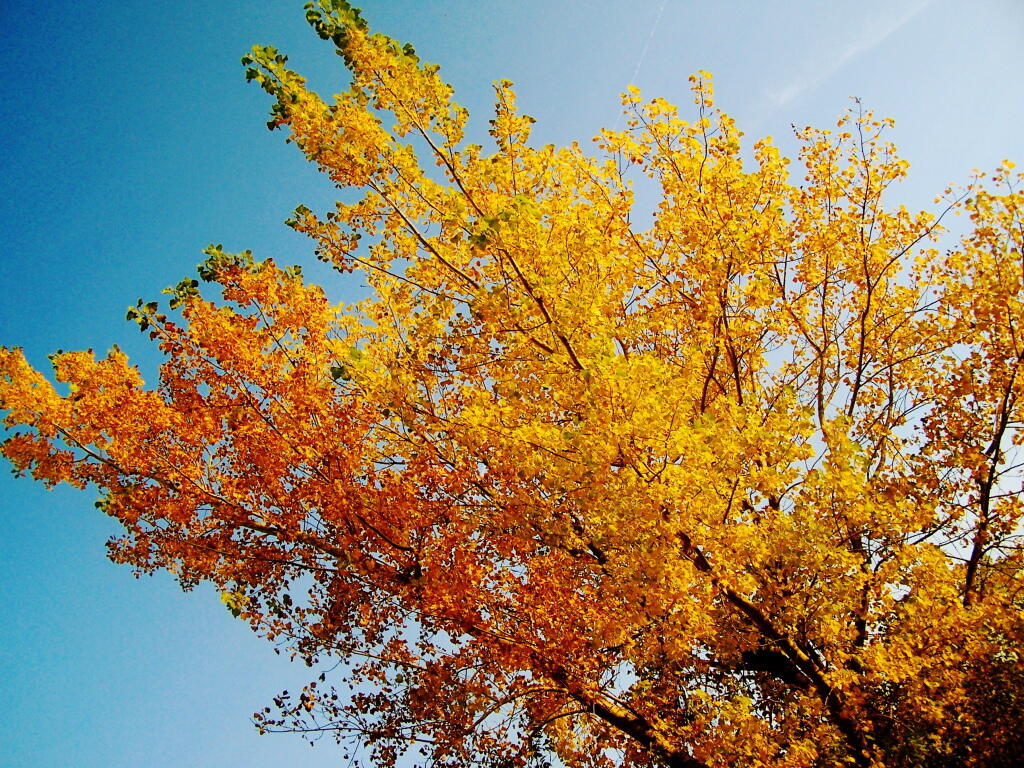 Photo: To Red Tree