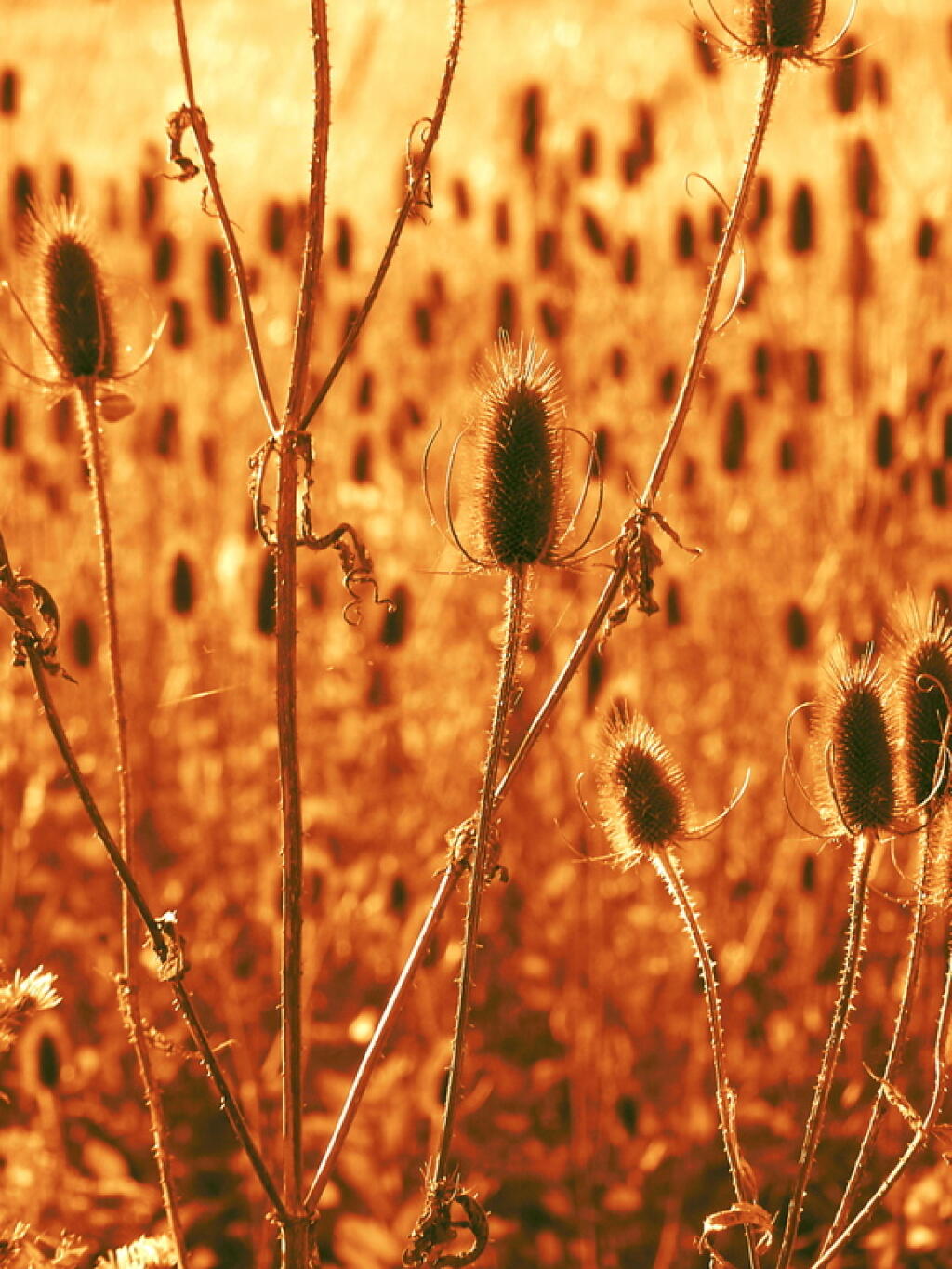 Photo: Cattails