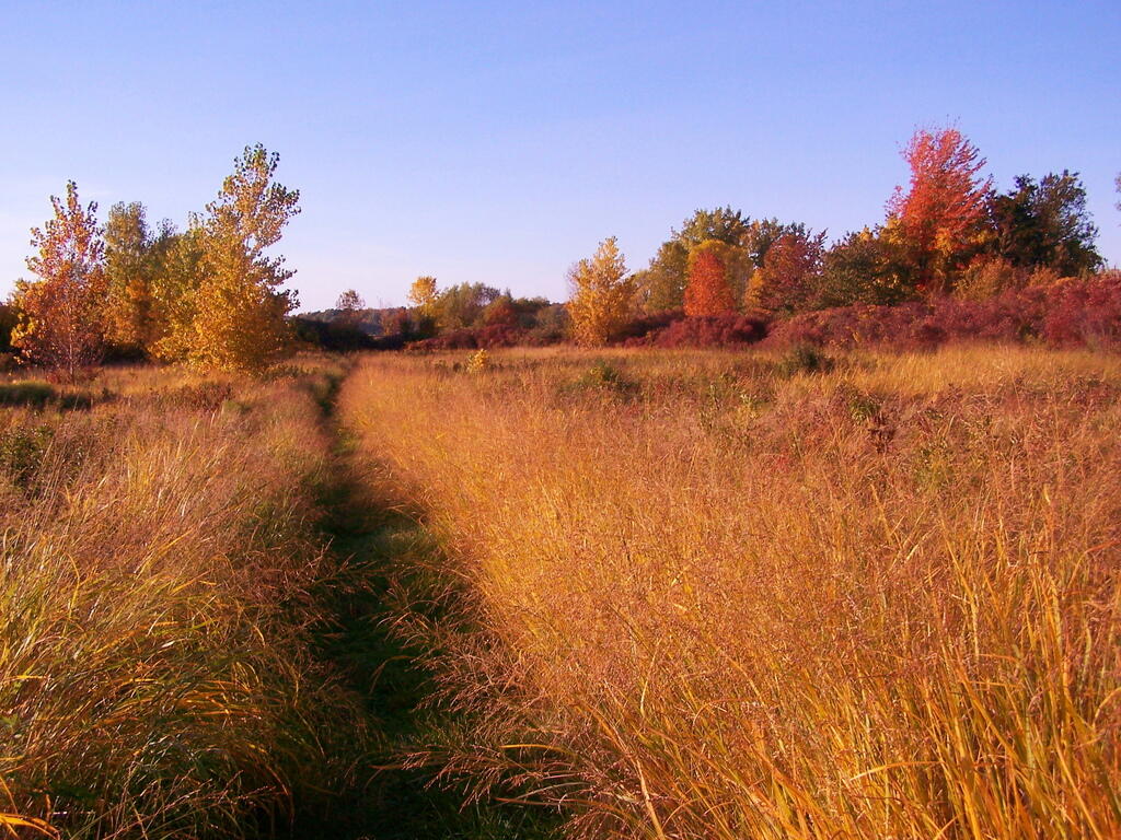 Photo: Through a Field