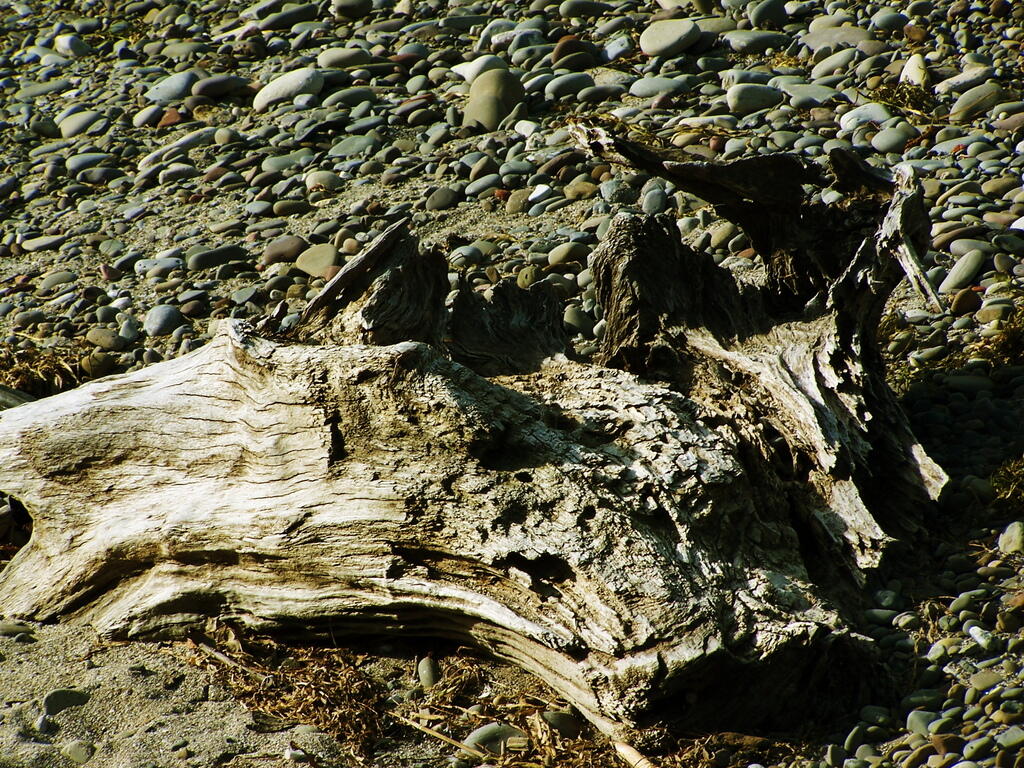 Photo: Stump on Rocks