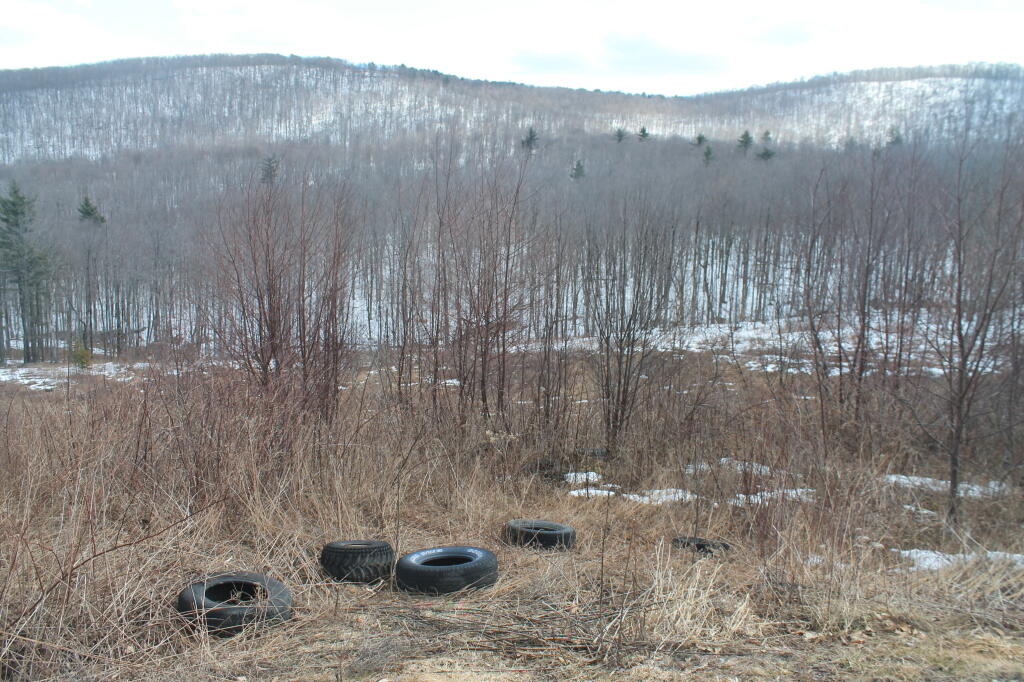 Photo: Tires Dumped in the Forest