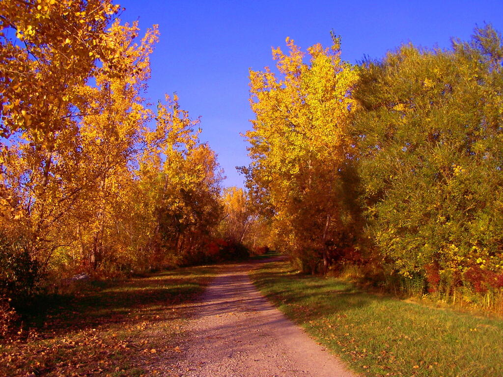 Photo: Colors on the Tree