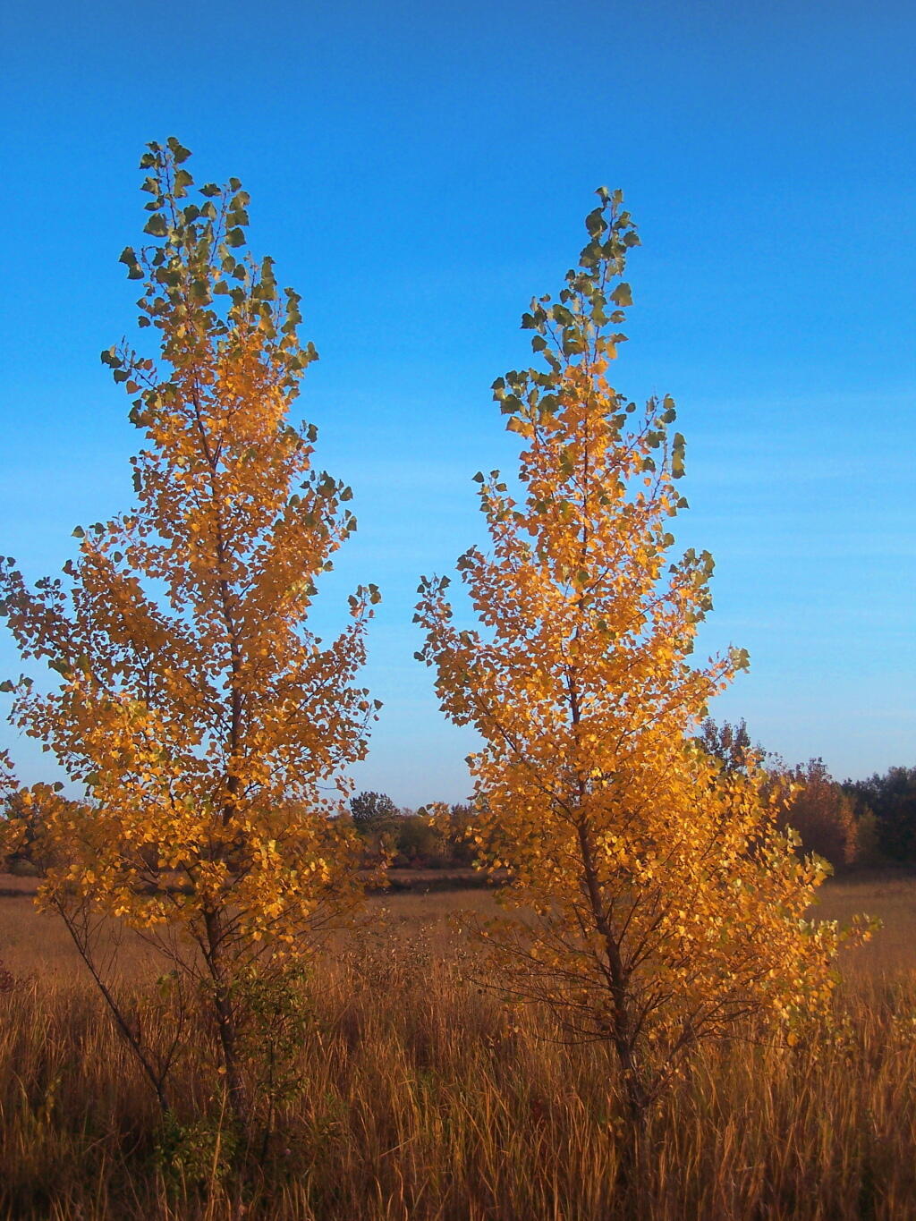 Photo: Twin Tree
