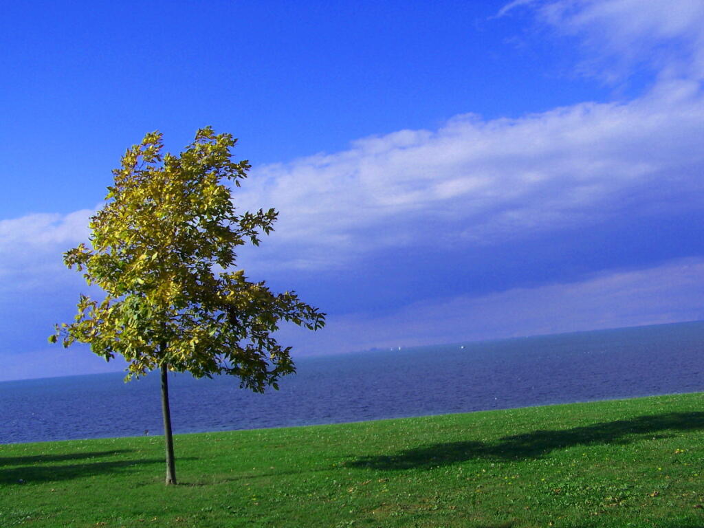 Photo: Tree on Bank of Lake Ontario