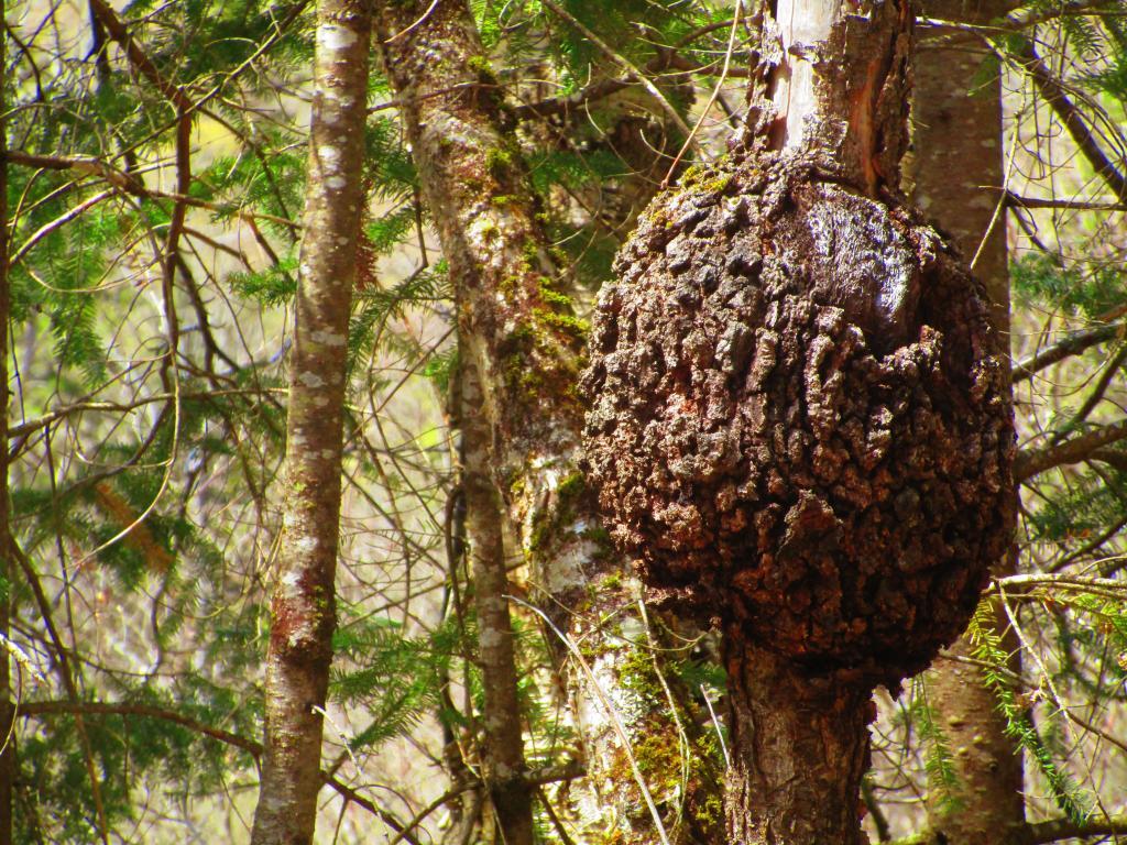 Photo: Burl