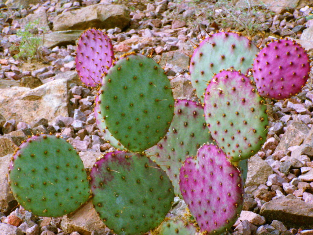 Photo: Colorful Cactus
