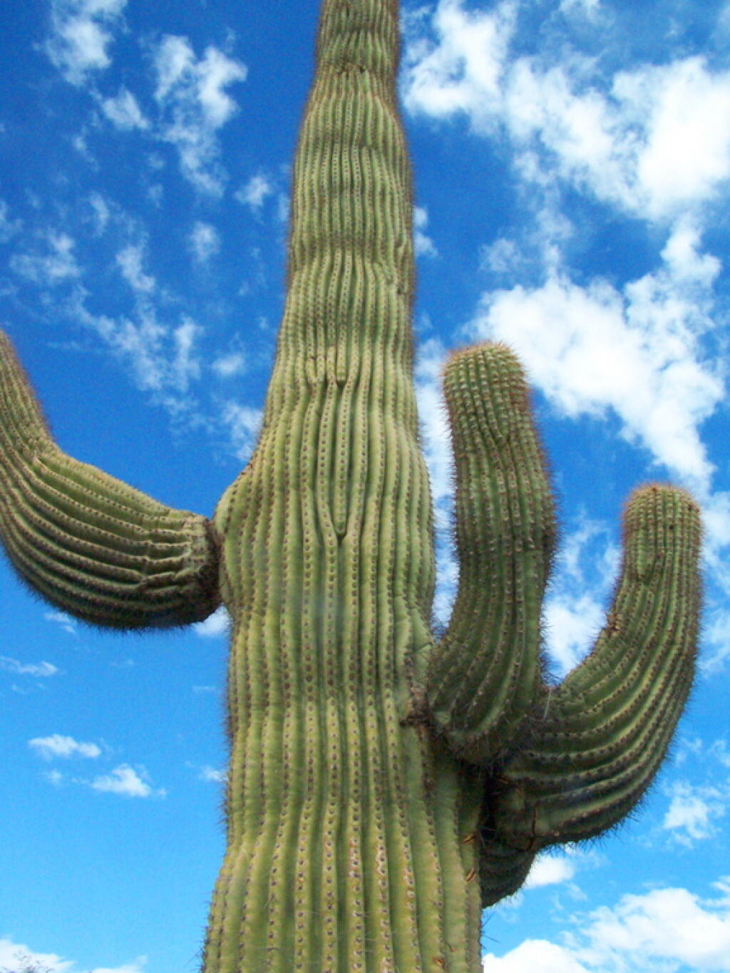 Photo: Tall Cactus