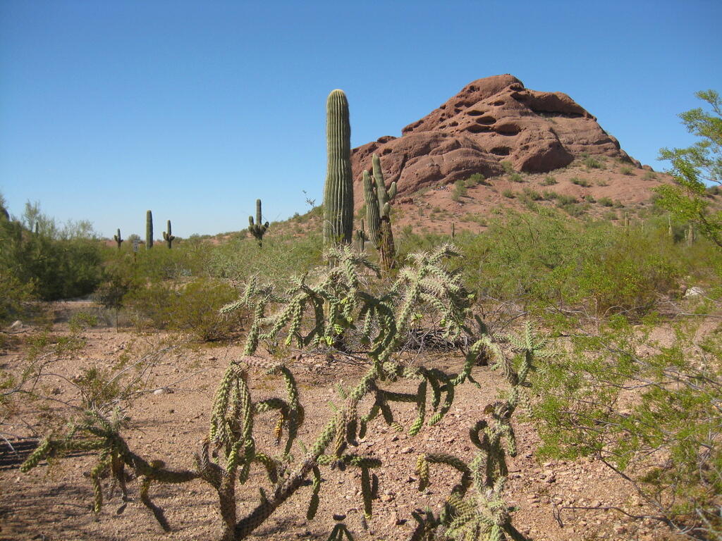 Photo: Cactus and Mountains