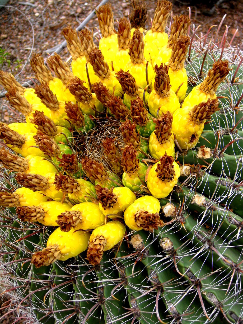 Photo: Flowering