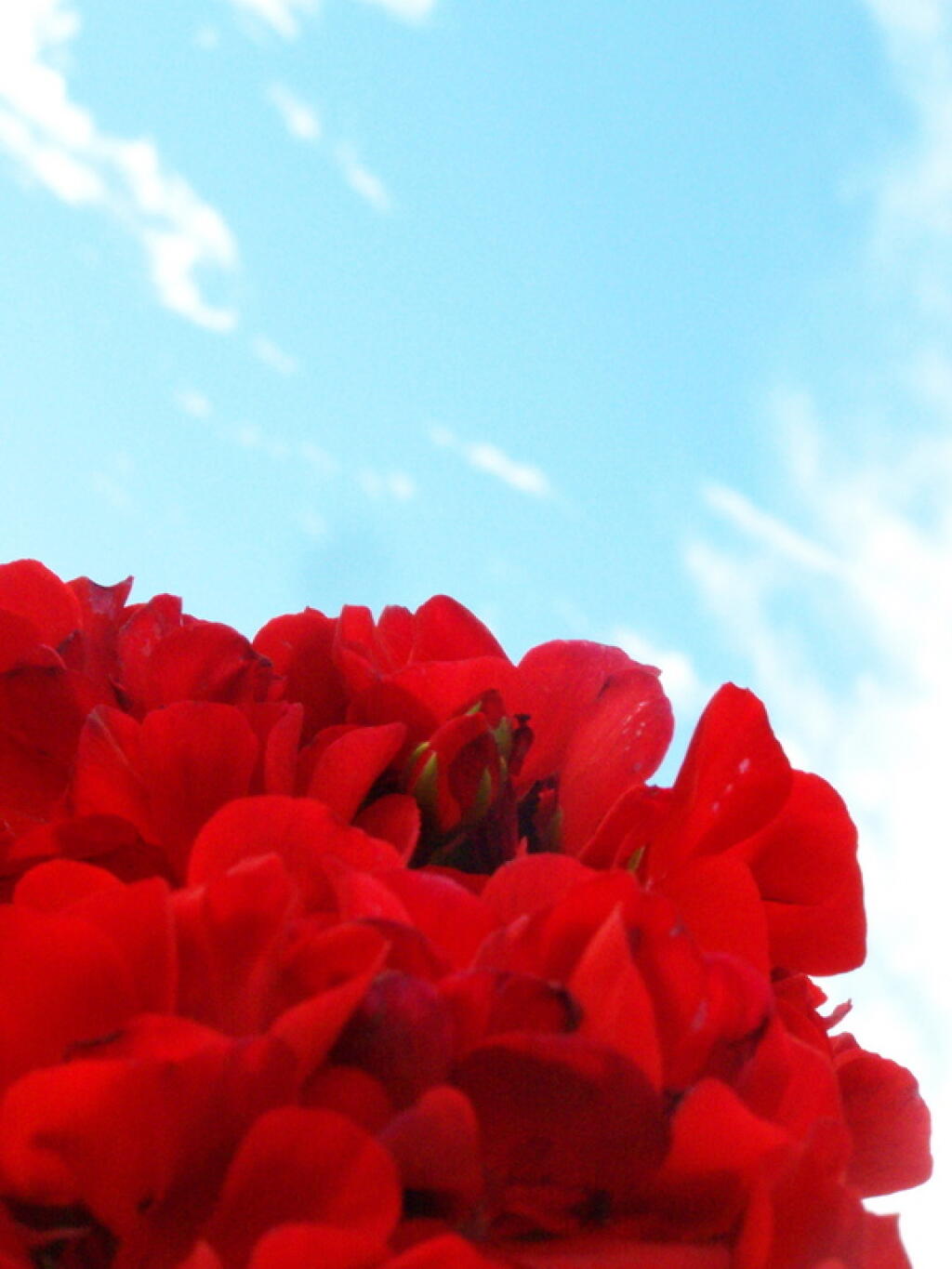 Photo: Flower