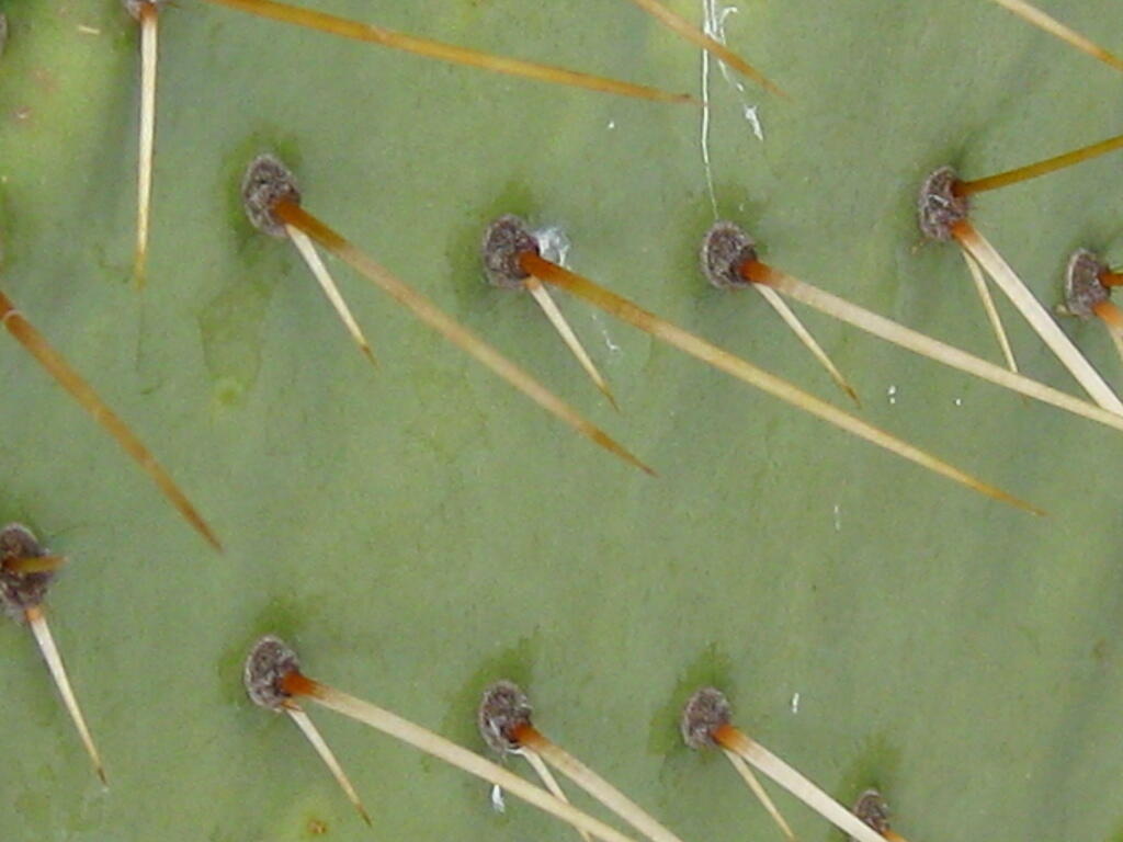 Photo: Prickles