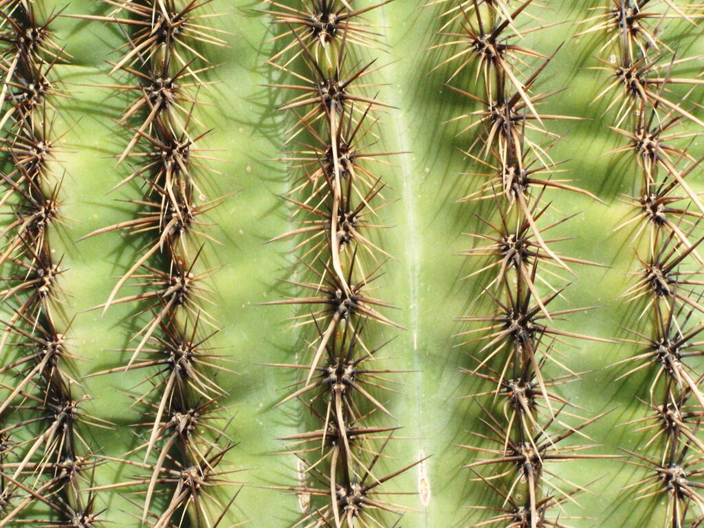 Photo: Cactus