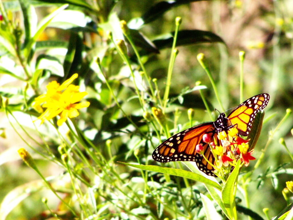 Photo: Butterfly