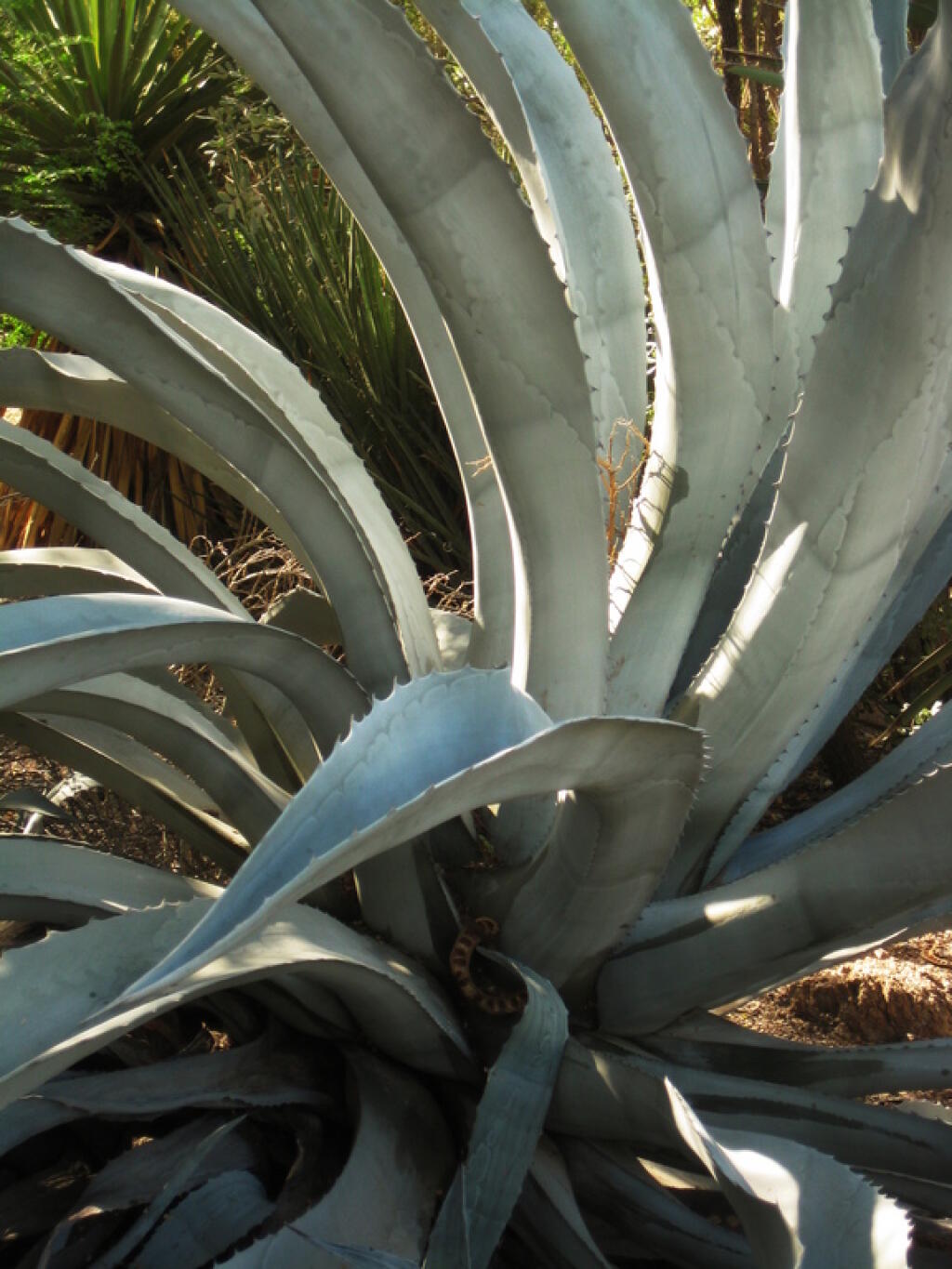 Photo: Yucca
