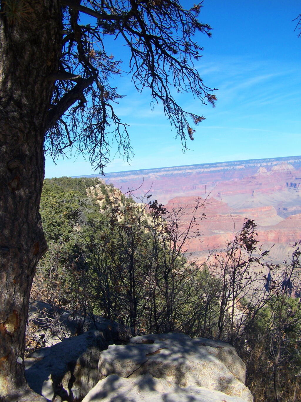 Photo: Midday By Tree