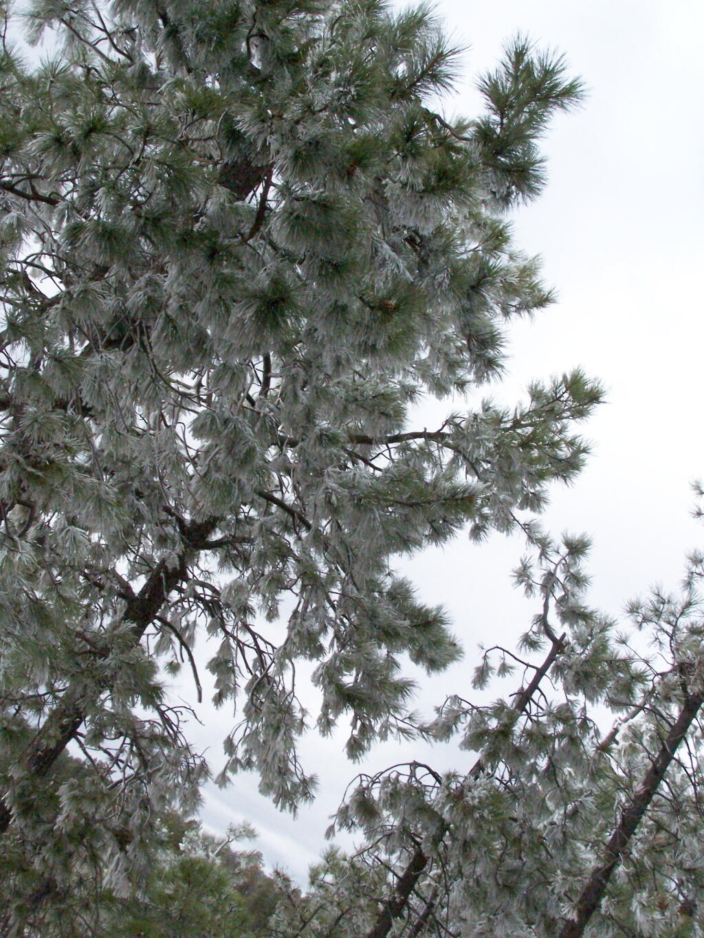 Photo: Ice on Trees