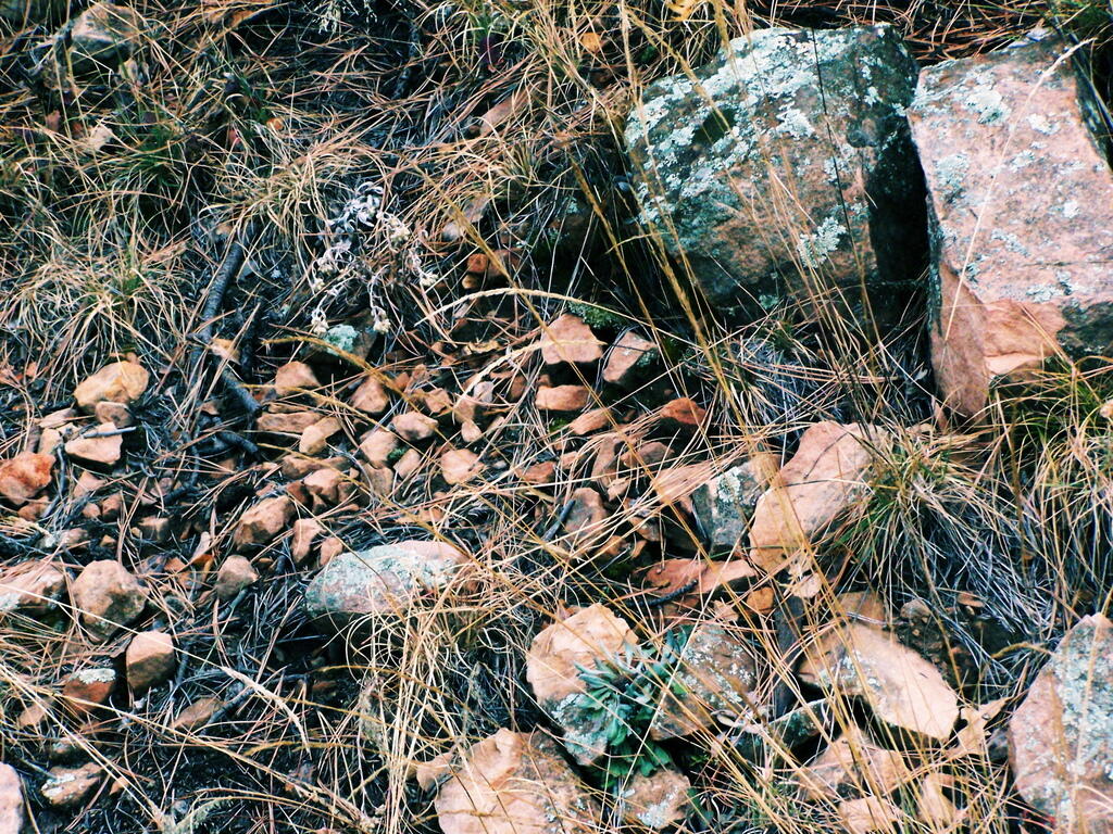 Photo: Rocky