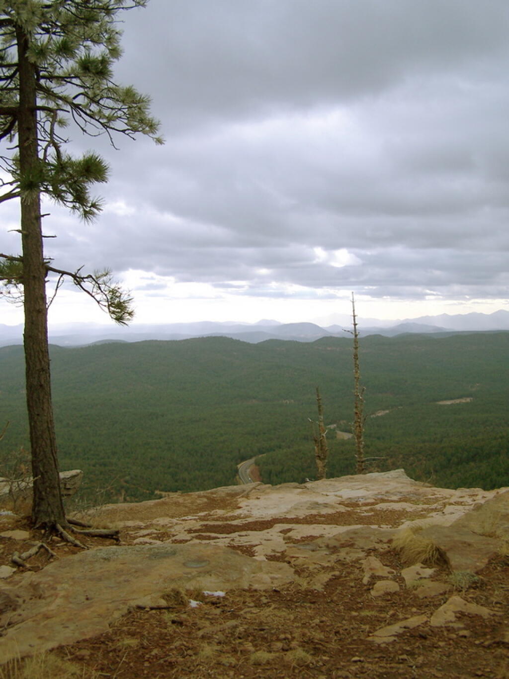 Photo: Lonely Tree