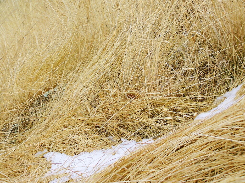 Photo: Hay and Snow