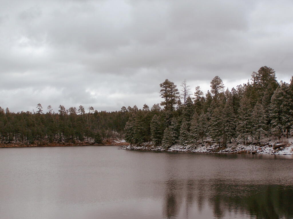 Photo: Trees By Lake