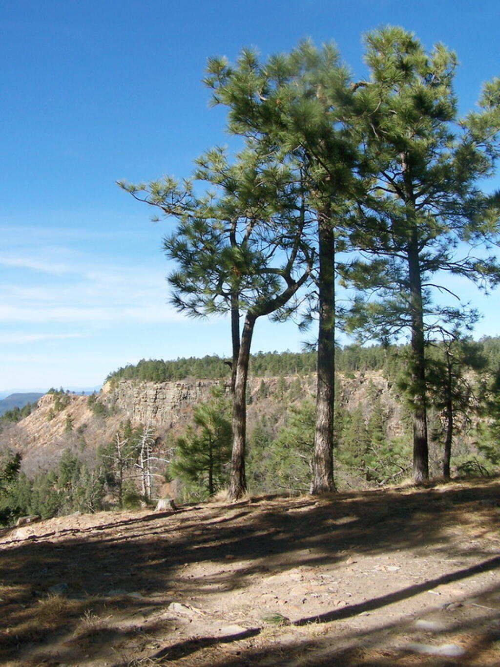 Photo: Three Trees