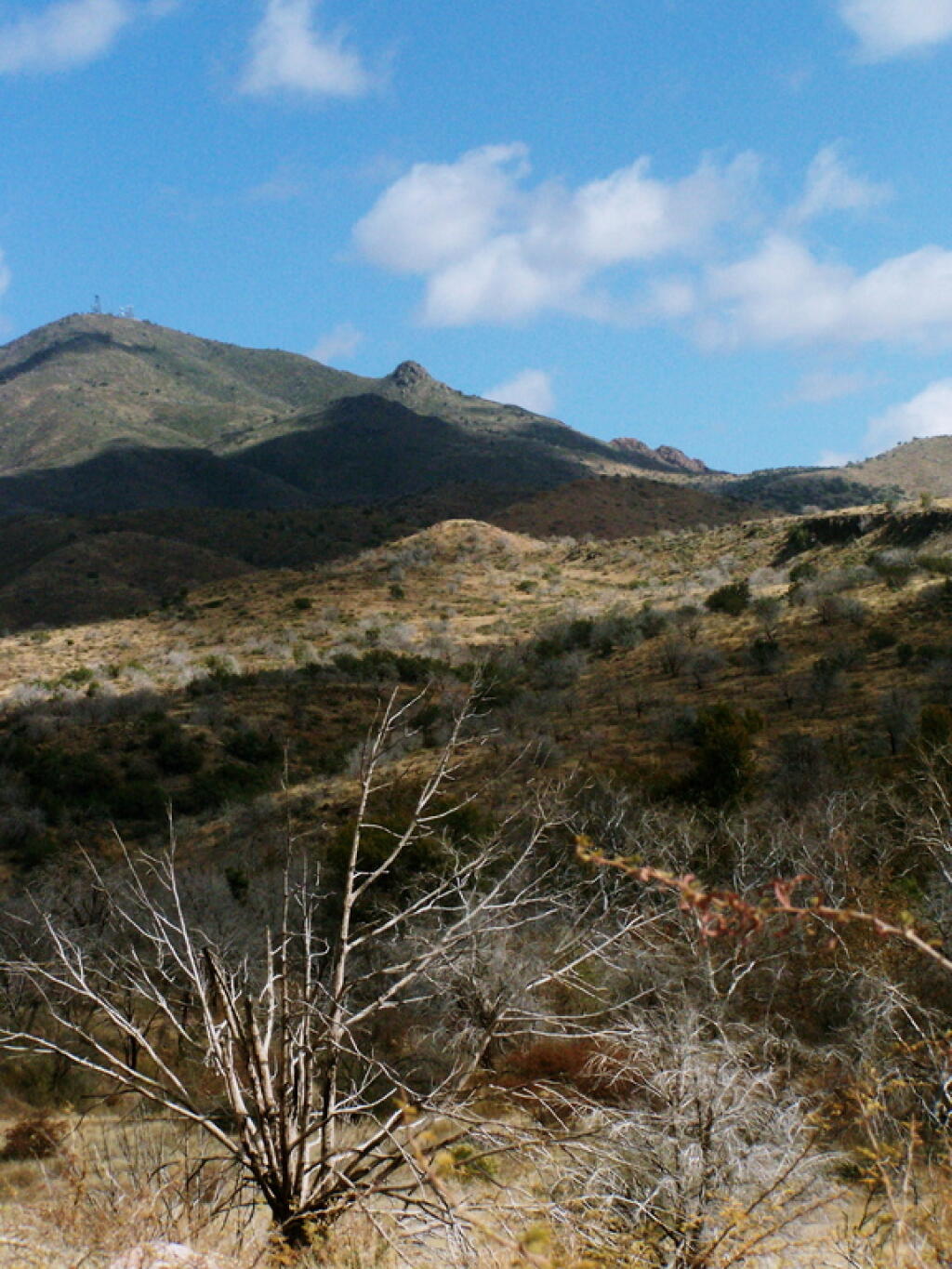 Photo: Peak and Tree