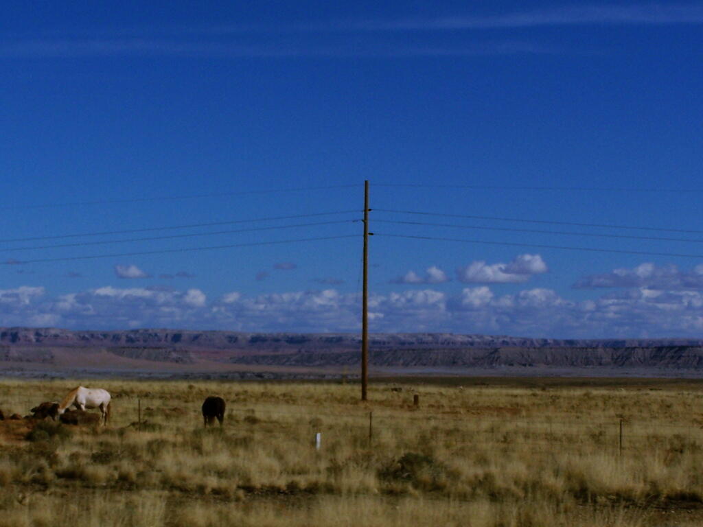 Photo: Horses